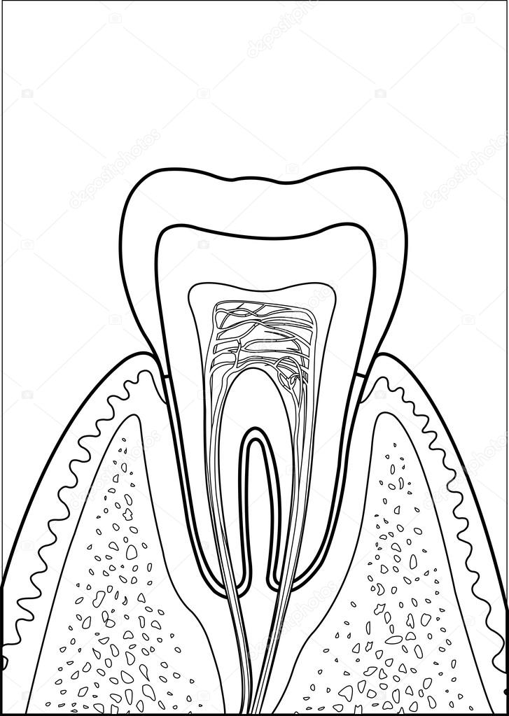 Зуб рисунок строение