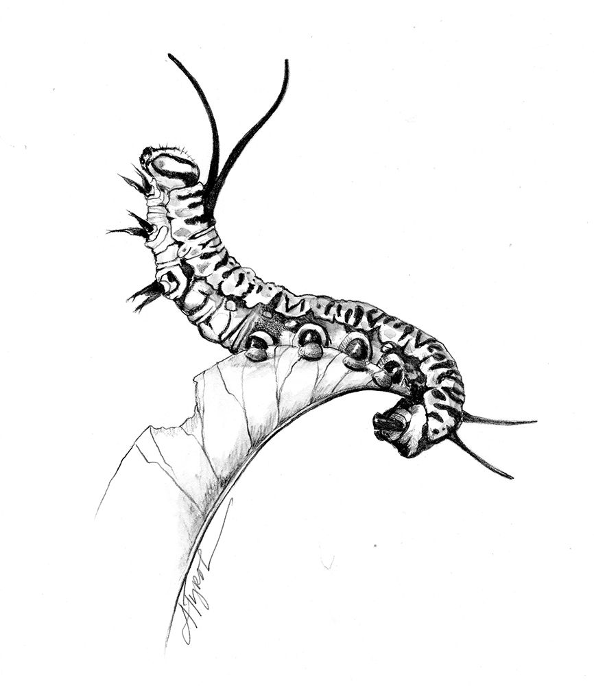 Monarch Caterpillar Drawing at GetDrawings Free download