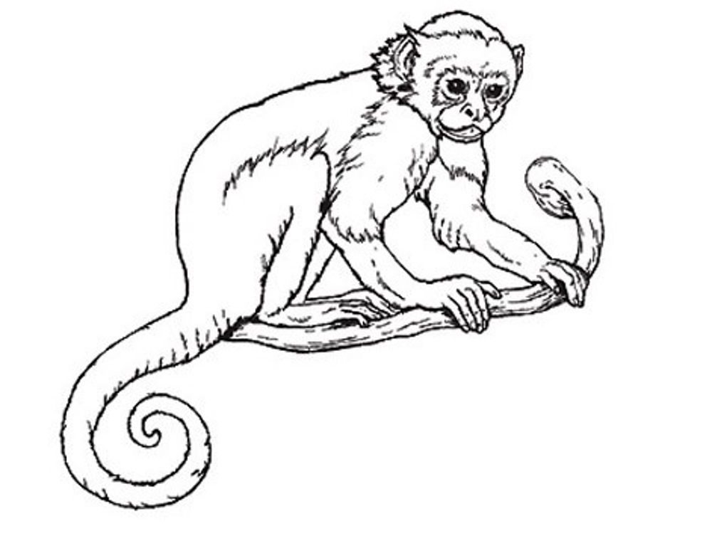 Monkey Line Drawing at GetDrawings | Free download