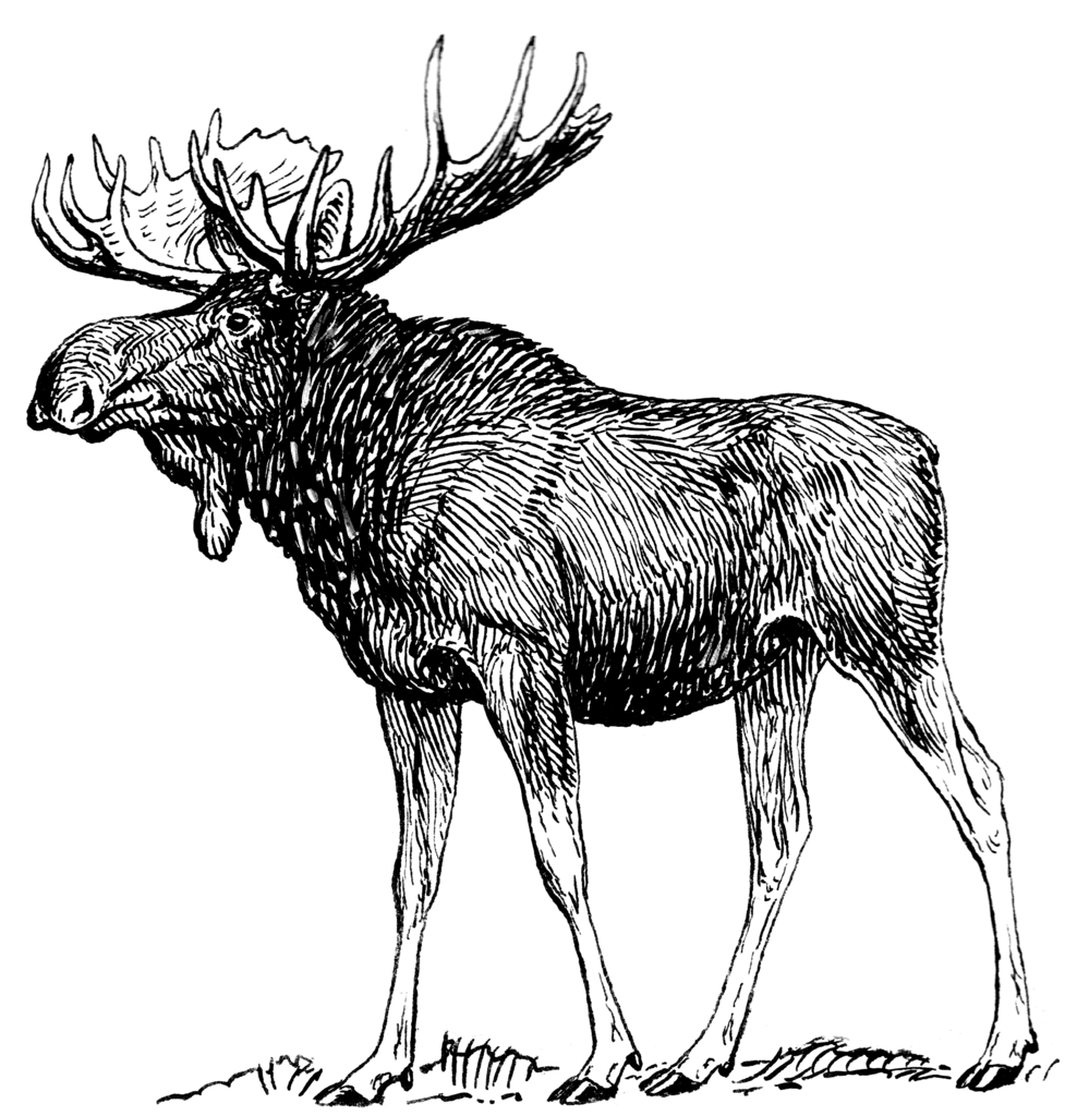Moose Line Drawing at GetDrawings Free download