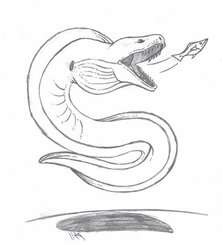 Moray Eel Drawing at GetDrawings | Free download