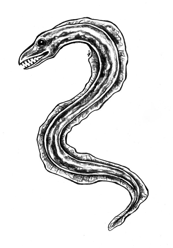 Moray Eel Drawing at GetDrawings Free download