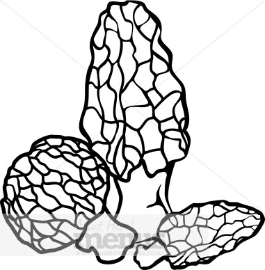 The Best Free Morel Drawing Images Download From 24 Free Drawings Of Morel At Getdrawings