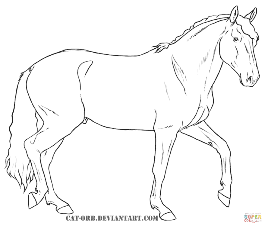 Morgan Horse Drawing At Getdrawings Free Download