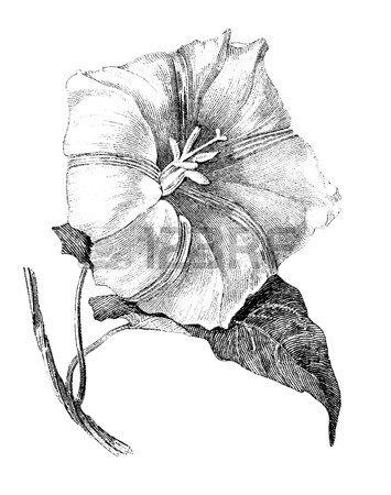 Morning Glory Botanical Drawing at GetDrawings | Free download