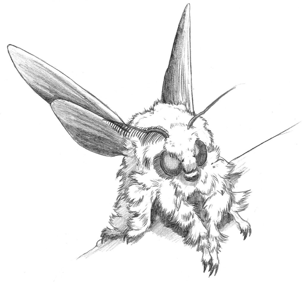 Animal Moth Sketch Drawing for Kids