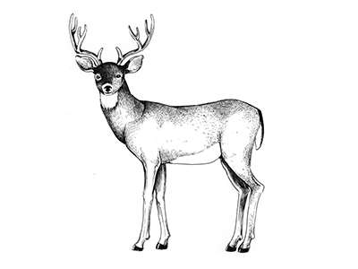 Mule Deer Drawing at GetDrawings | Free download