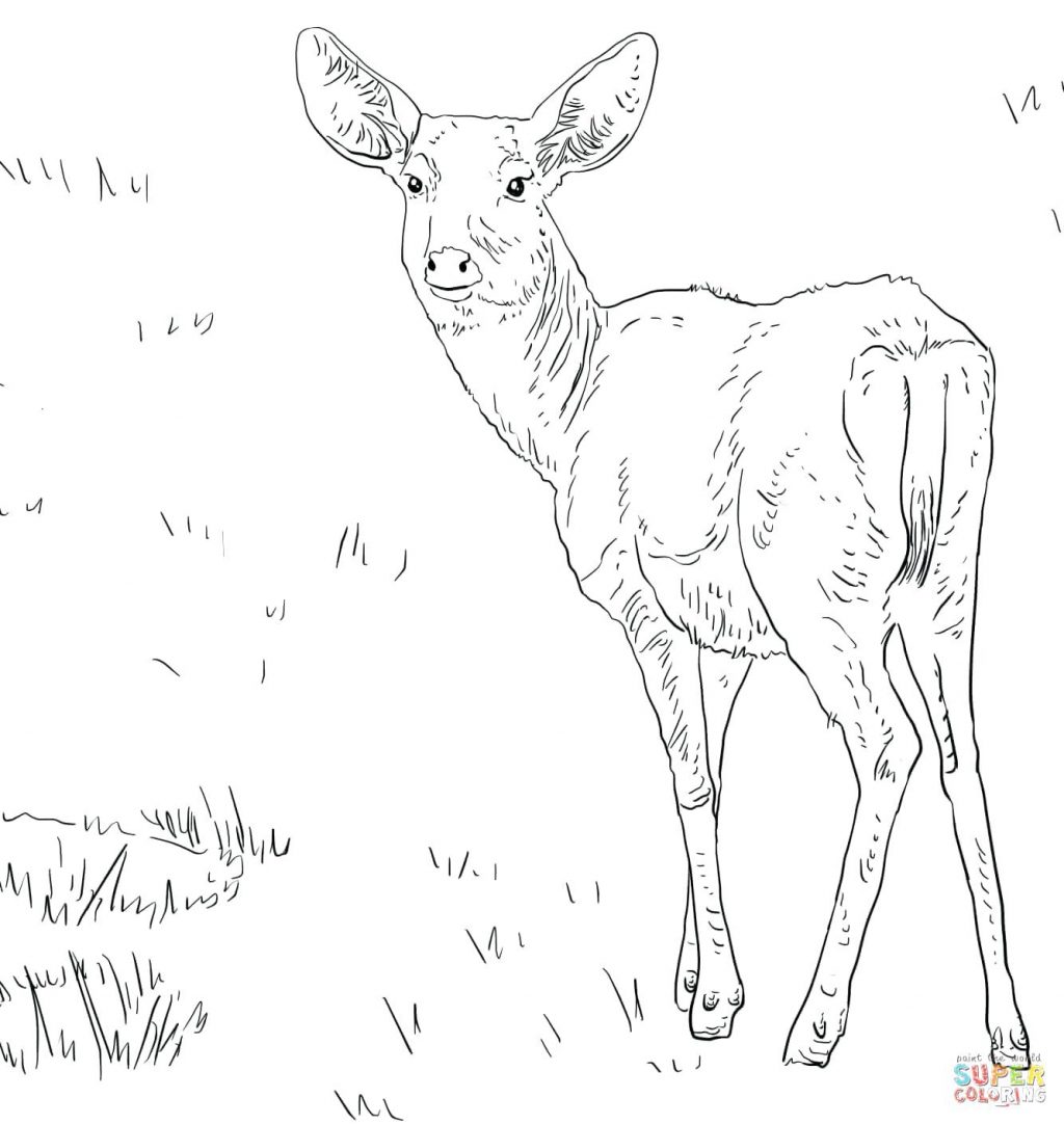 1024x1082 Coloring Page Elk Coloring Pages Size Sheet Head Deer Drawings.