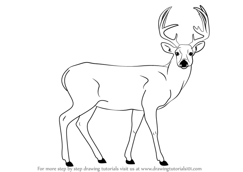 Mule Deer Skull Drawing at GetDrawings | Free download