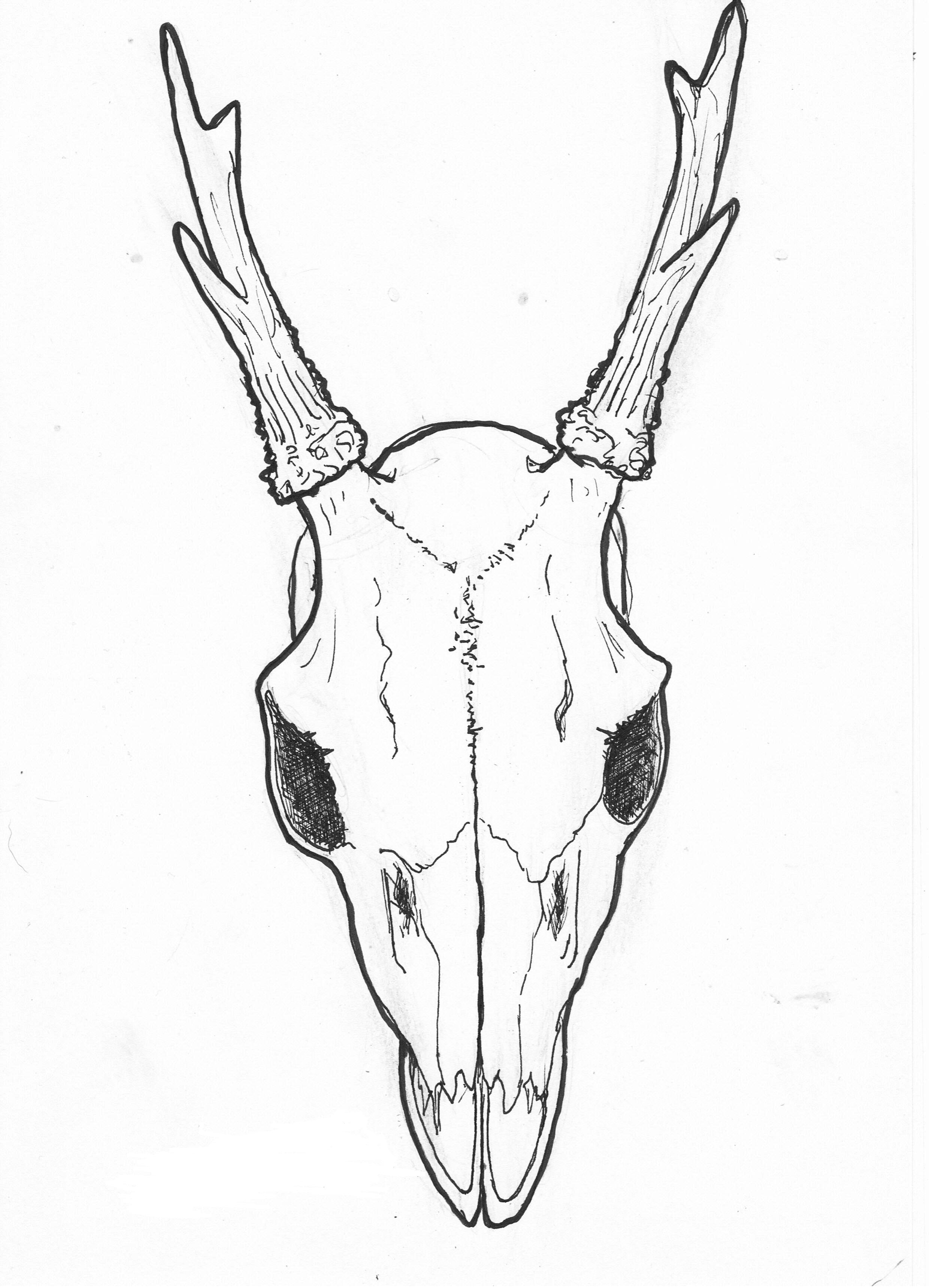 Mule Deer Skull Drawing at GetDrawings Free download