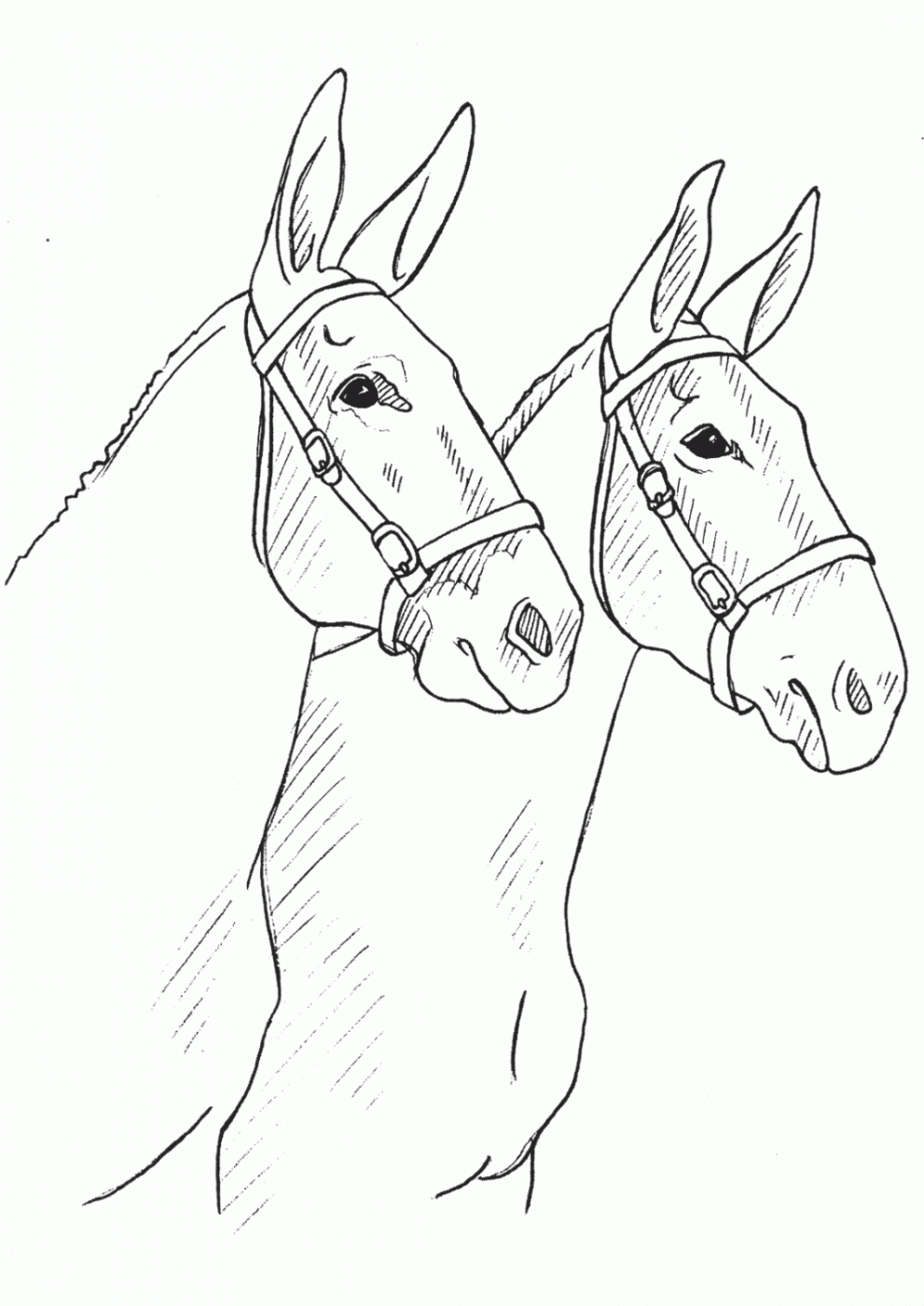 Mule Drawing at GetDrawings | Free download