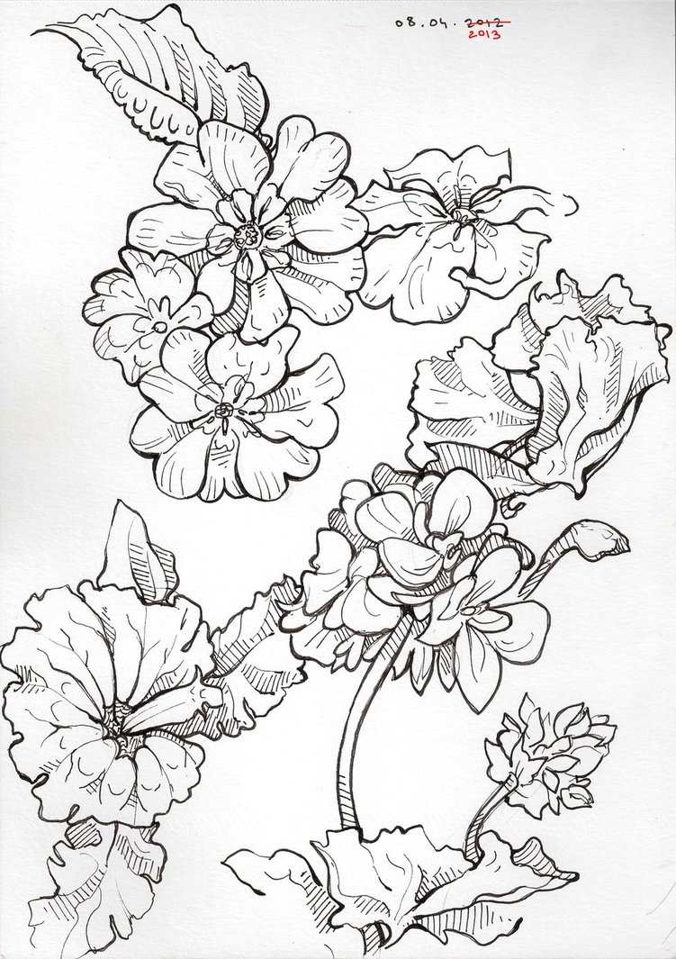 Mum Flower Drawing at GetDrawings Free download