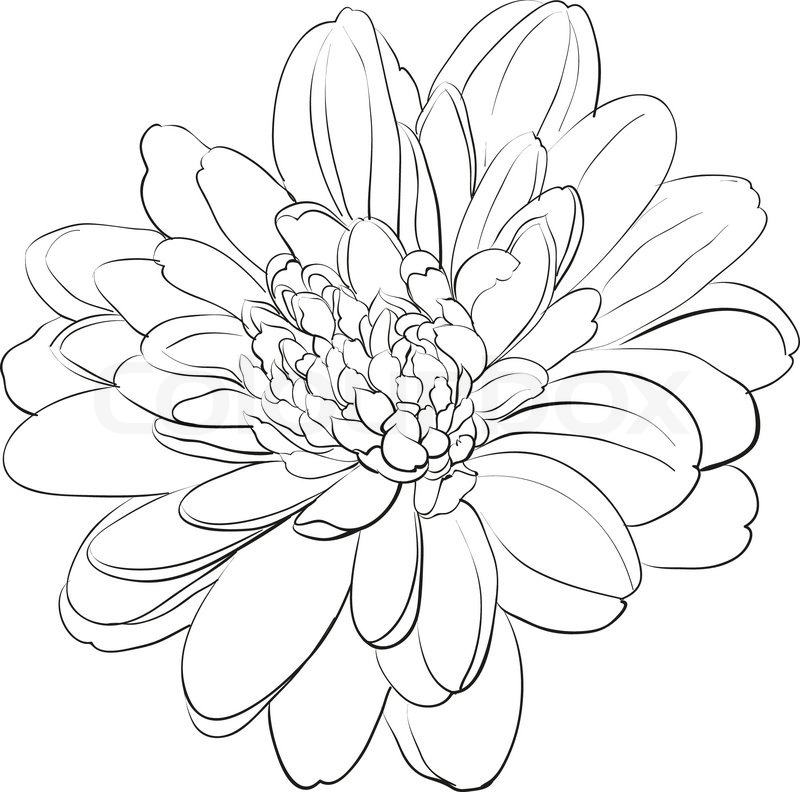 The Best Free Chrysanthemum Drawing Images Download From 50 Free.