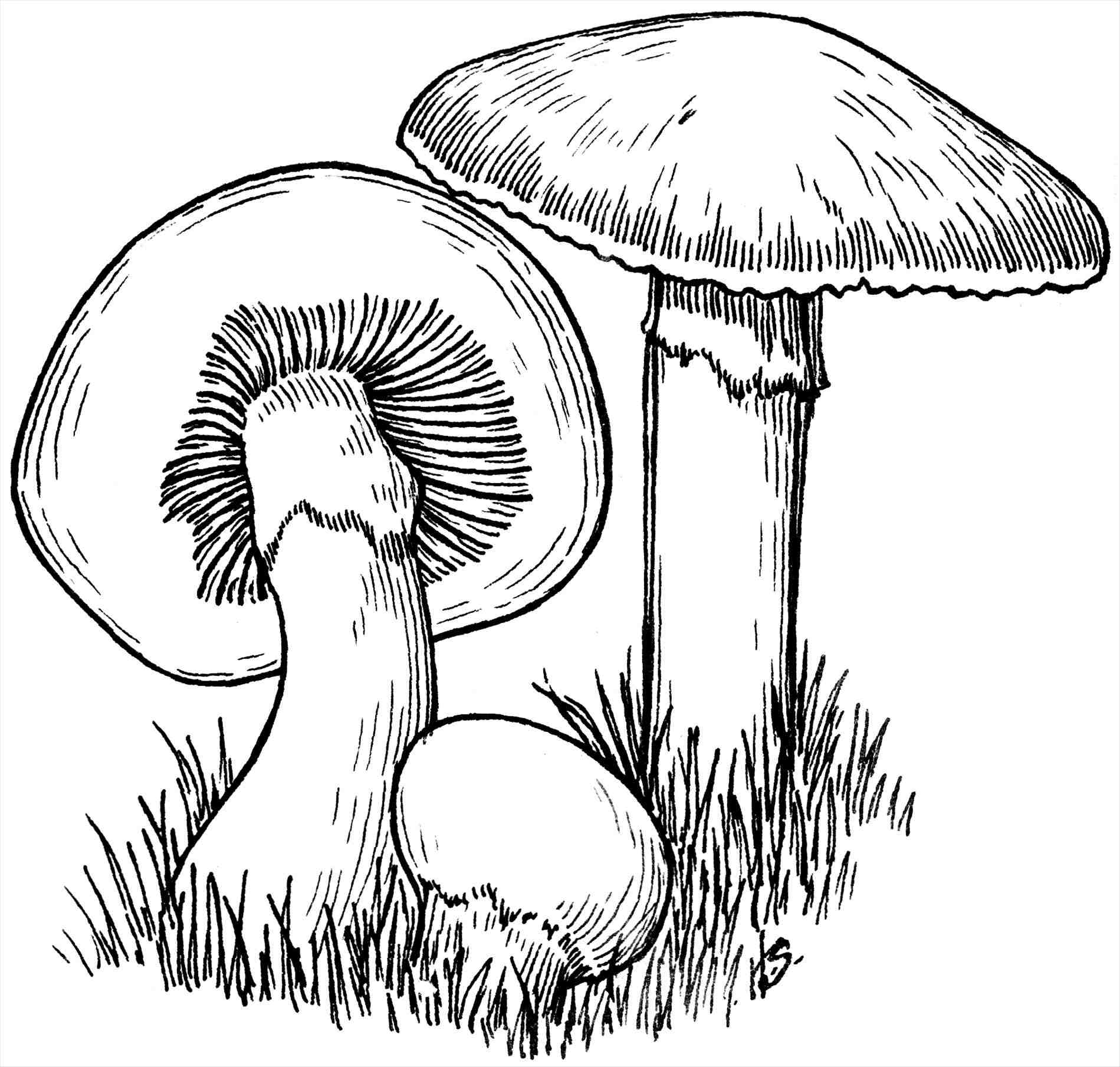 Mushroom Silhouette At GetDrawings Free Download