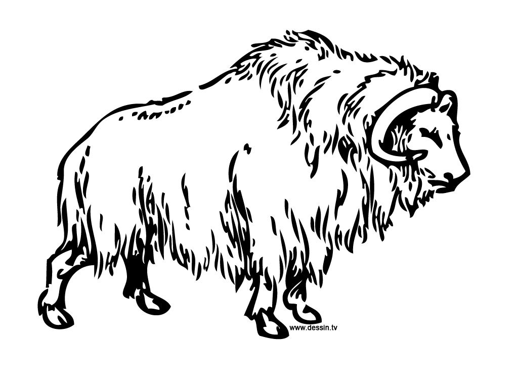 Musk Ox Drawing at GetDrawings | Free download