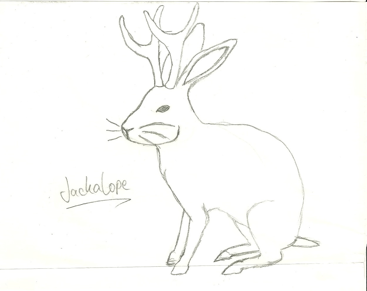 Jackalope Drawing Easy