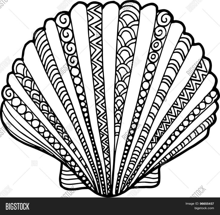 Nautilus Line Drawing at GetDrawings | Free download