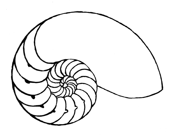 Nautilus Line Drawing at GetDrawings | Free download