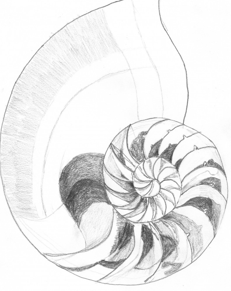 Nautilus Line Drawing at GetDrawings | Free download