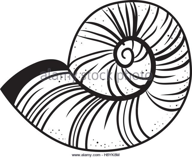 Nautilus Line Drawing at GetDrawings | Free download