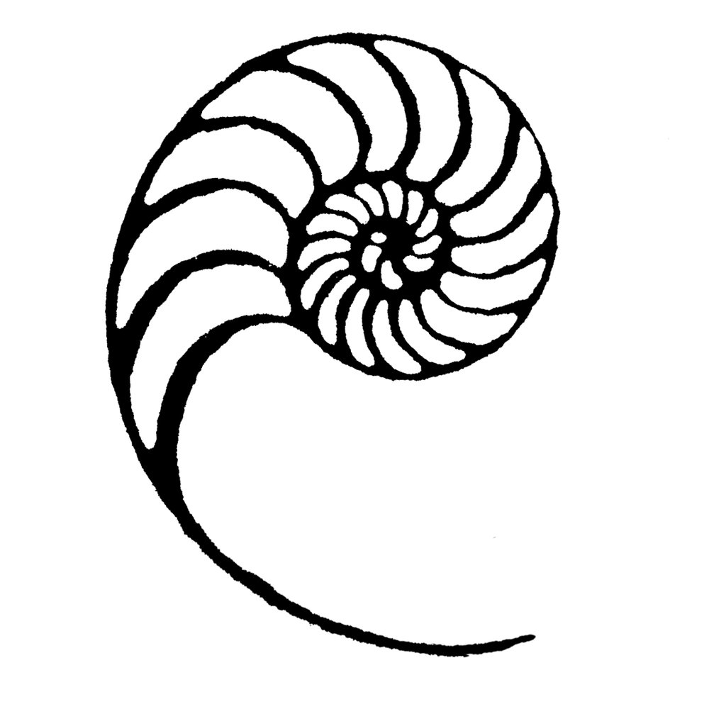 Nautilus Line Drawing at GetDrawings | Free download