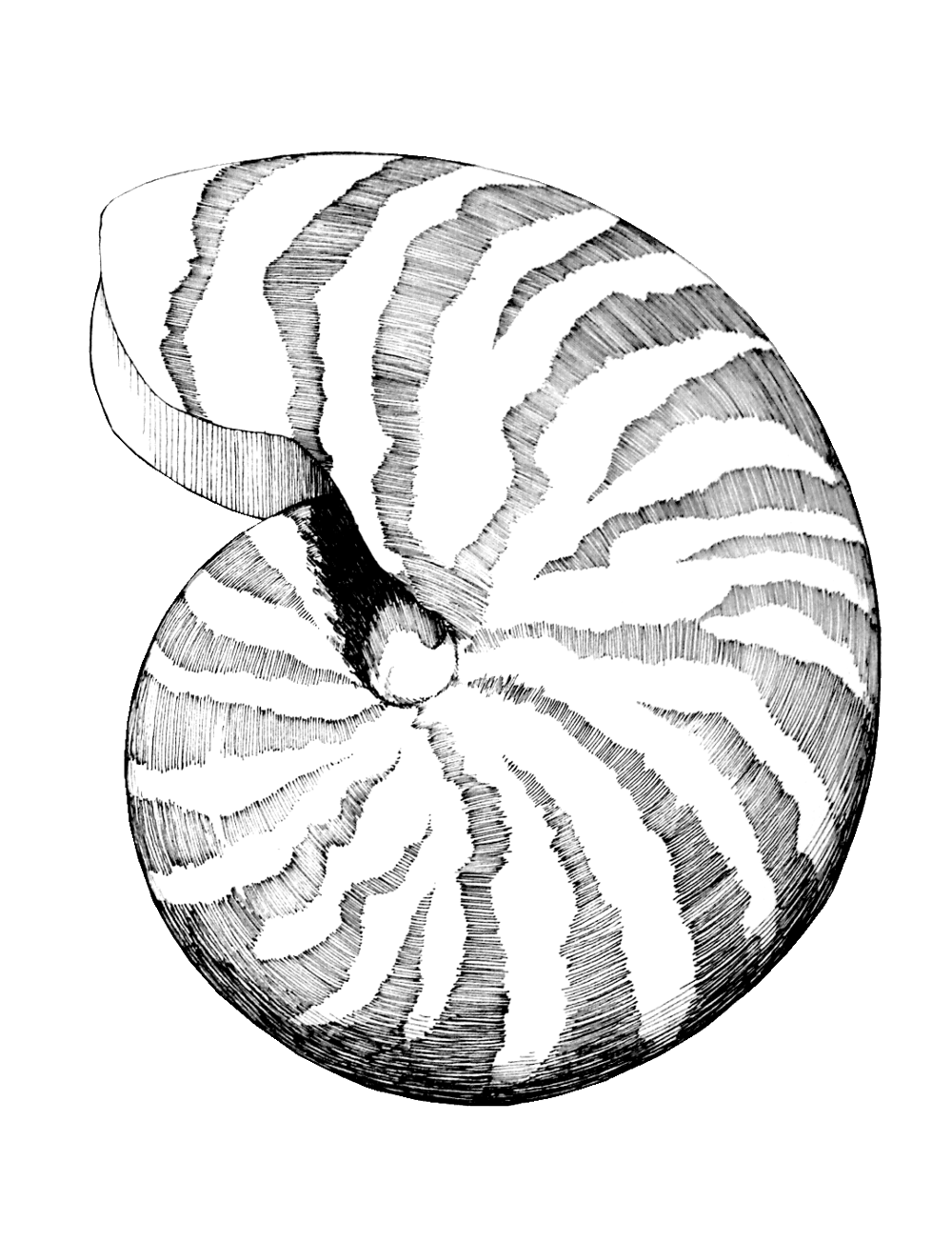 Nautilus Shell Drawing at GetDrawings | Free download