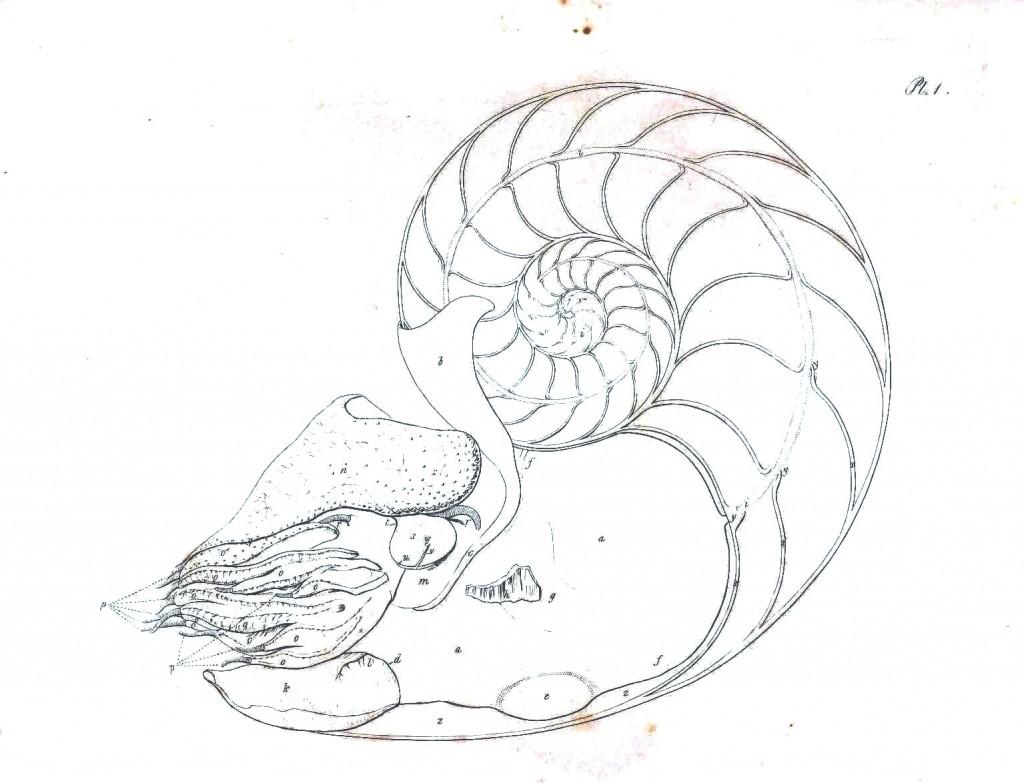 Nautilus Shell Drawing At Getdrawings Free Download