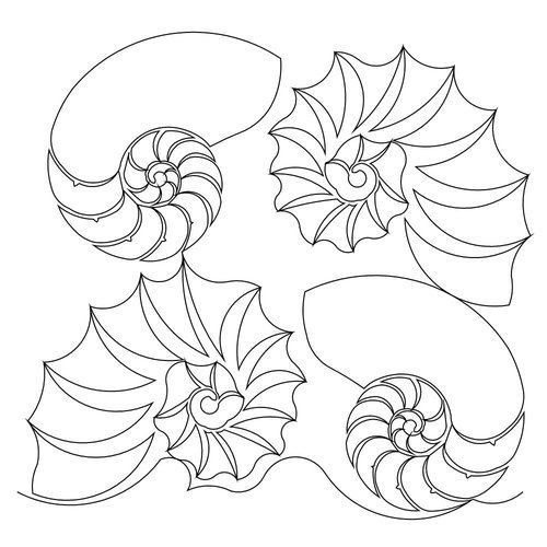 Nautilus Shell Drawing at GetDrawings | Free download