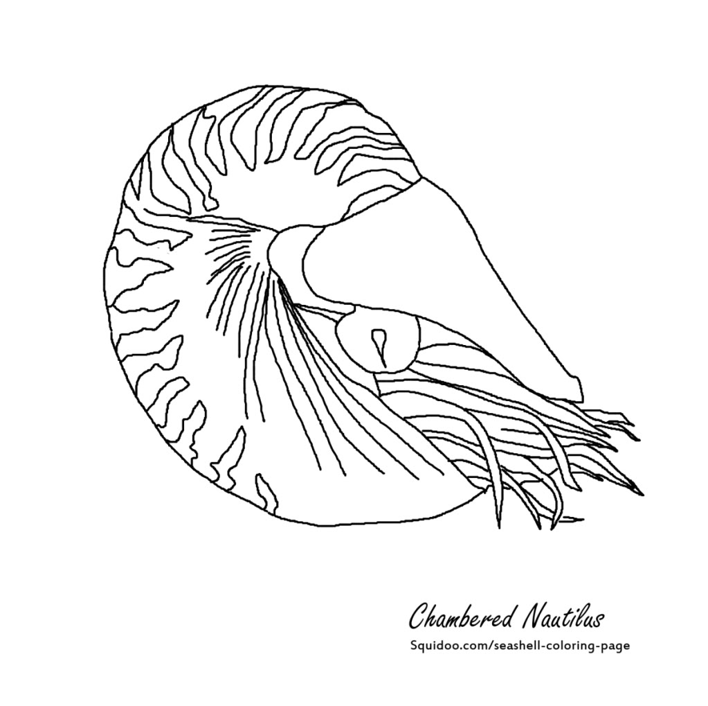 nautilus shell drawing getdrawings