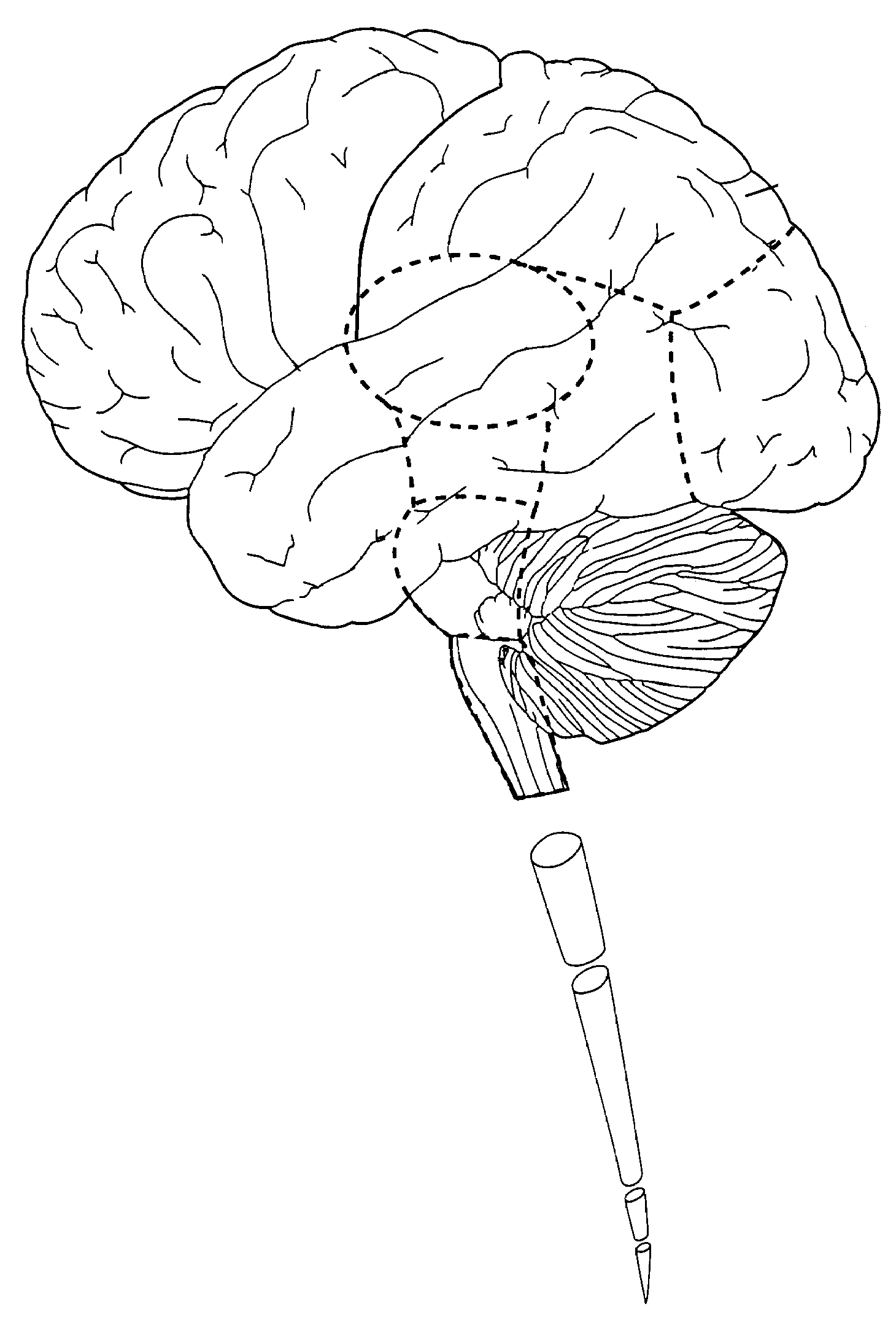 Nervous System Drawing at GetDrawings | Free download