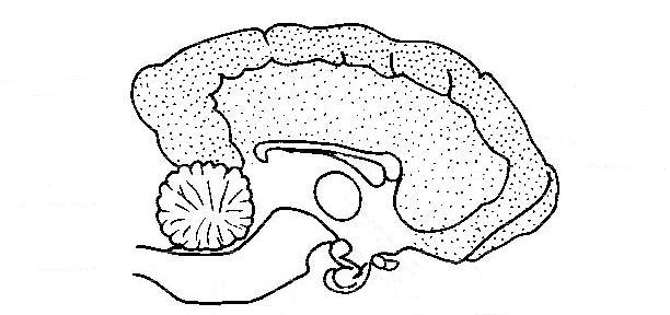 Nervous System Drawing at GetDrawings | Free download