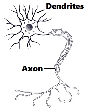 Nervous System Drawing at GetDrawings | Free download