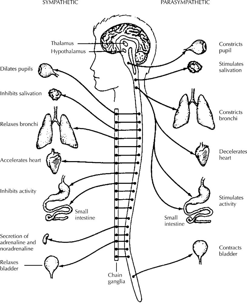nervous-system-drawing-at-getdrawings-free-download