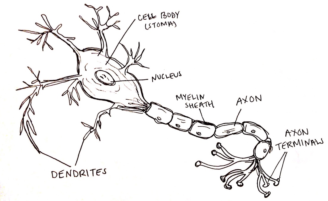 Nervous System Drawing at GetDrawings Free download
