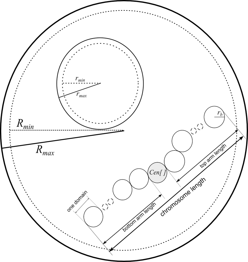 Nucleus Drawing at GetDrawings | Free download