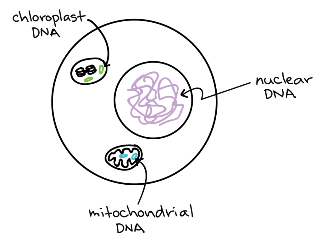 Nucleus Drawing at GetDrawings | Free download