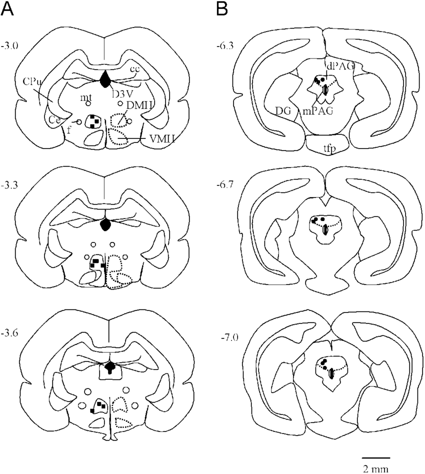 Nucleus Drawing at GetDrawings | Free download