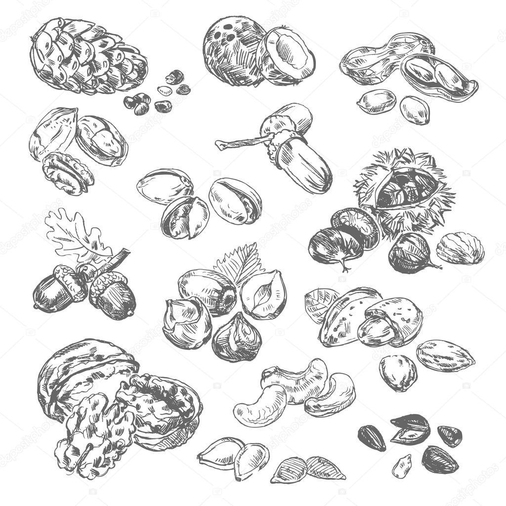 Nuts Drawing at GetDrawings | Free download