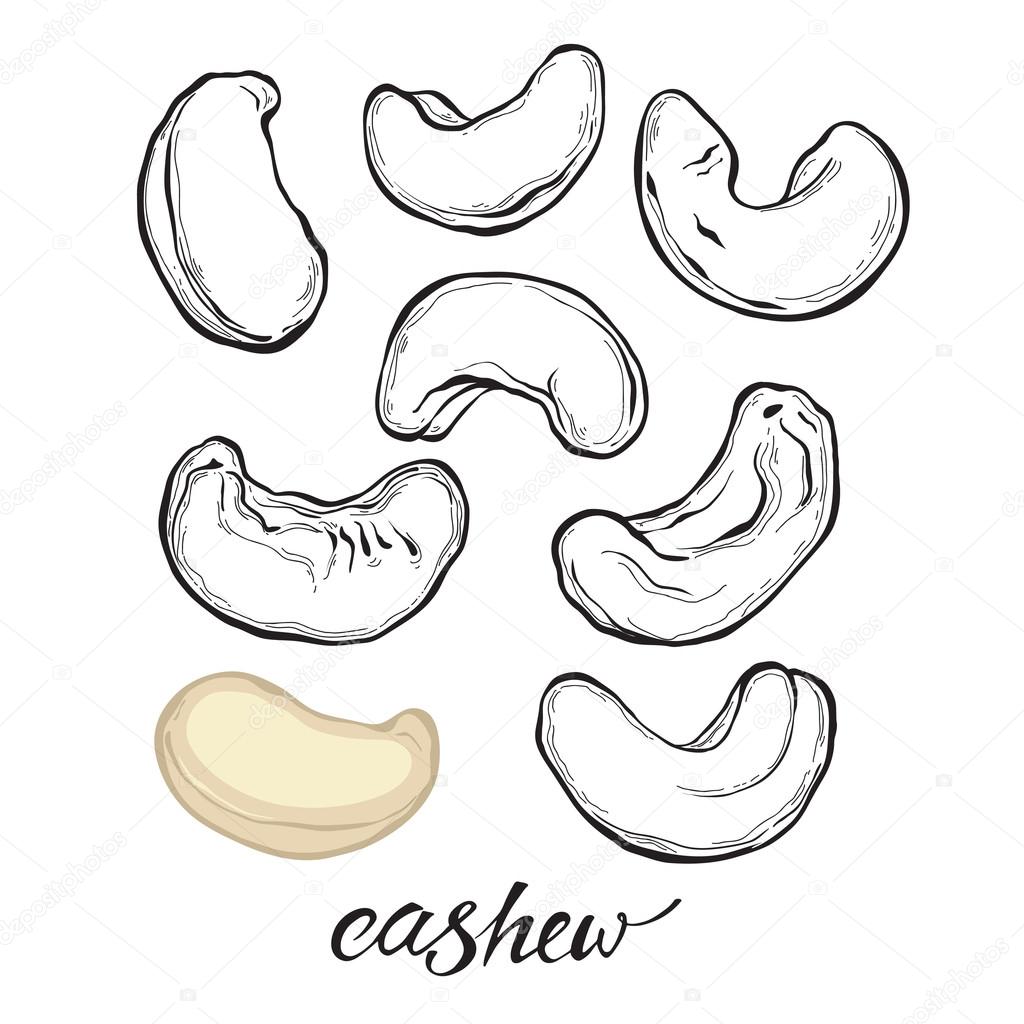 The best free Cashew drawing images. Download from 11 free drawings of