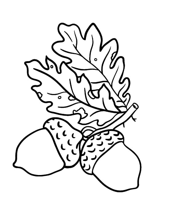 Oak Leaf Drawing at GetDrawings | Free download