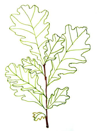 Oak Leaves Drawing at GetDrawings | Free download