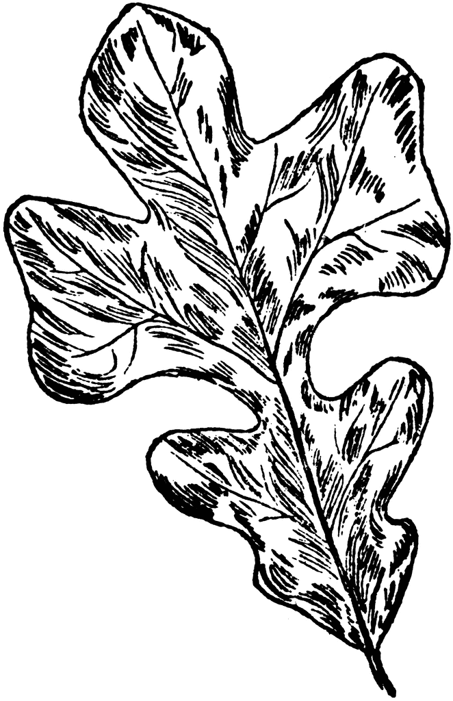 Oak Leaves Drawing at GetDrawings | Free download