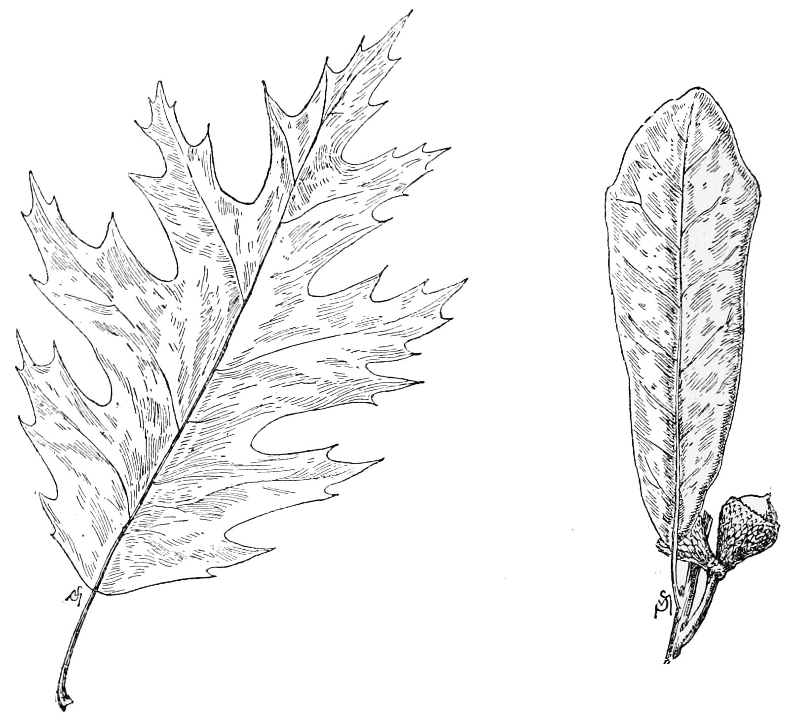 Oak Leaves Drawing at GetDrawings Free download