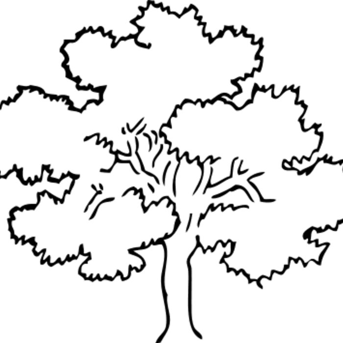 The best free Oak tree drawing images. Download from 19877 free
