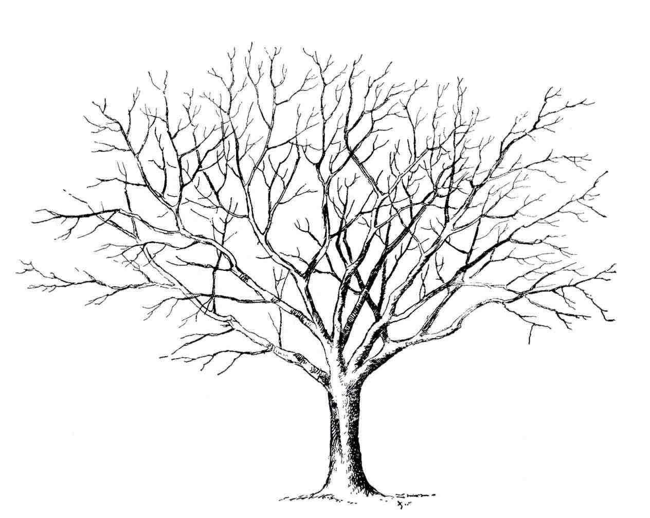 Oak Tree Line Drawing at GetDrawings Free download