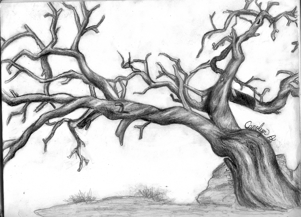 978x705 Drawn Branch Old Dead Tree.