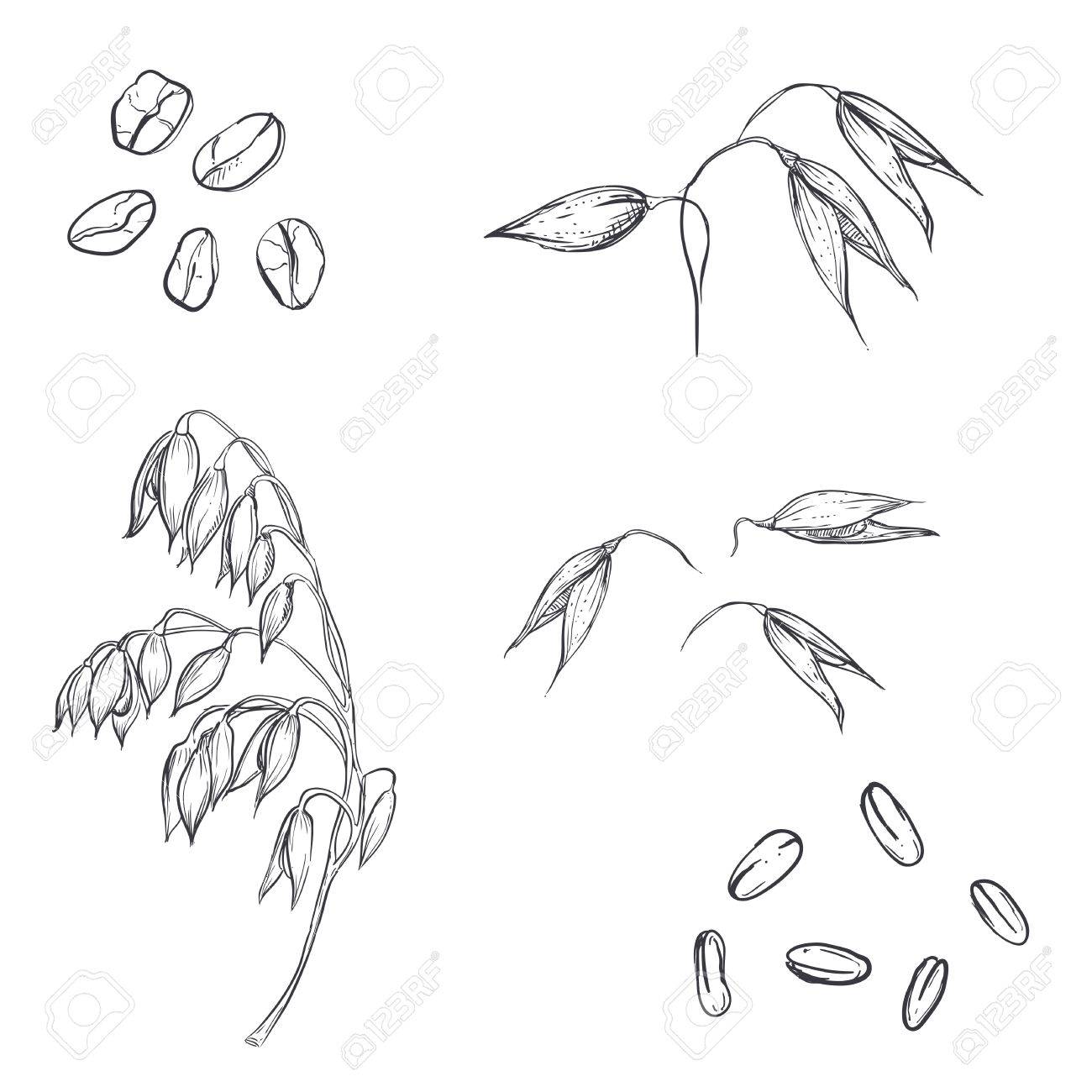Oat Drawing at GetDrawings Free download