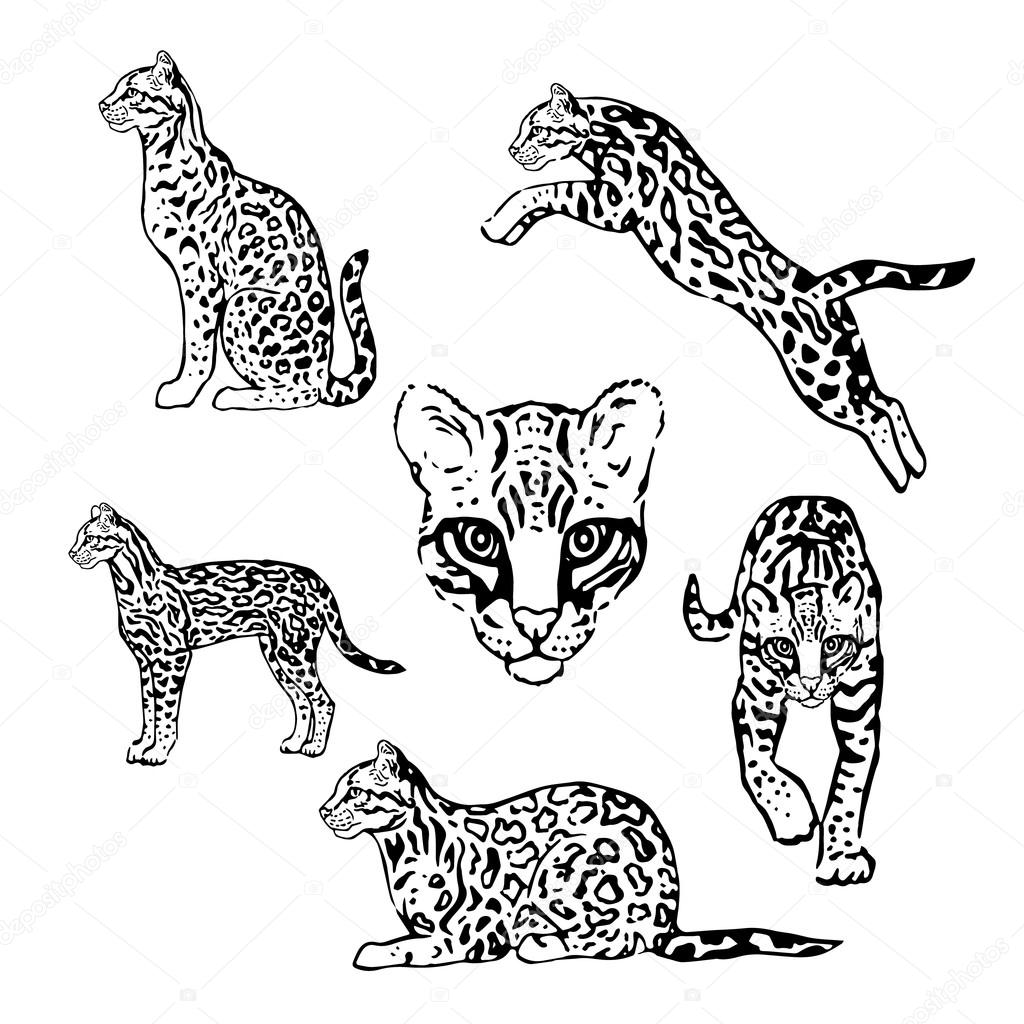 ocelot-drawing-at-getdrawings-free-download