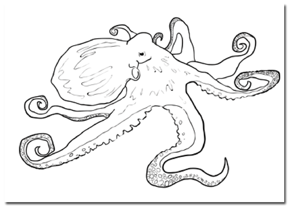 step drawing octopus getdrawings