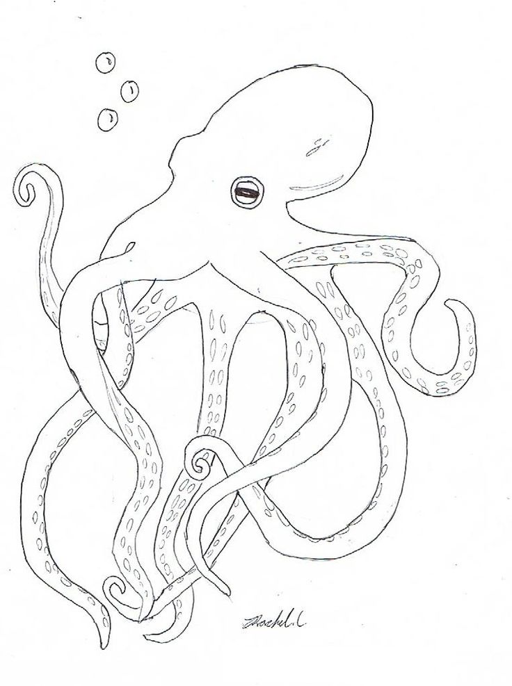 Octopus Line Drawing at GetDrawings | Free download